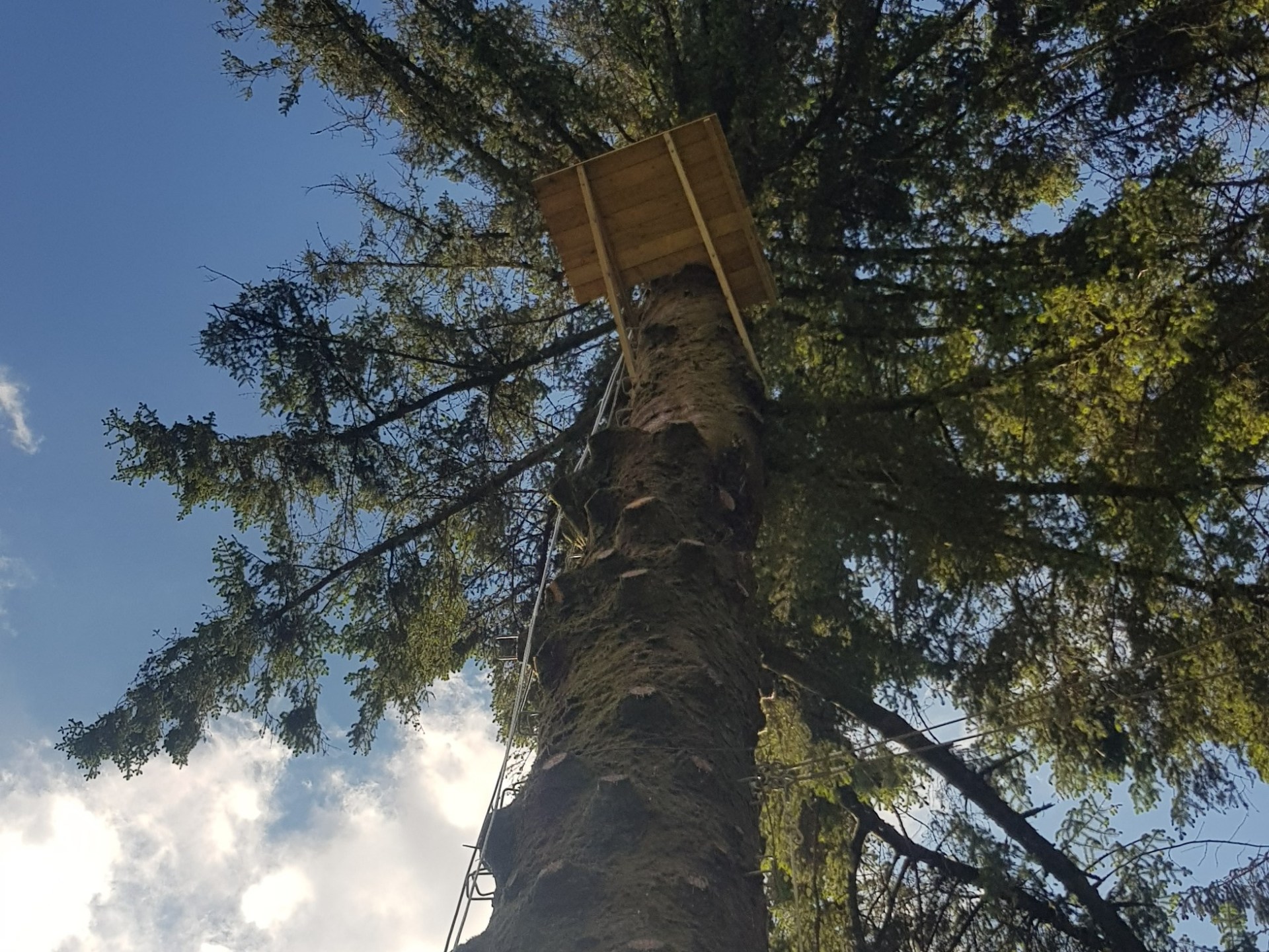 a tall tree