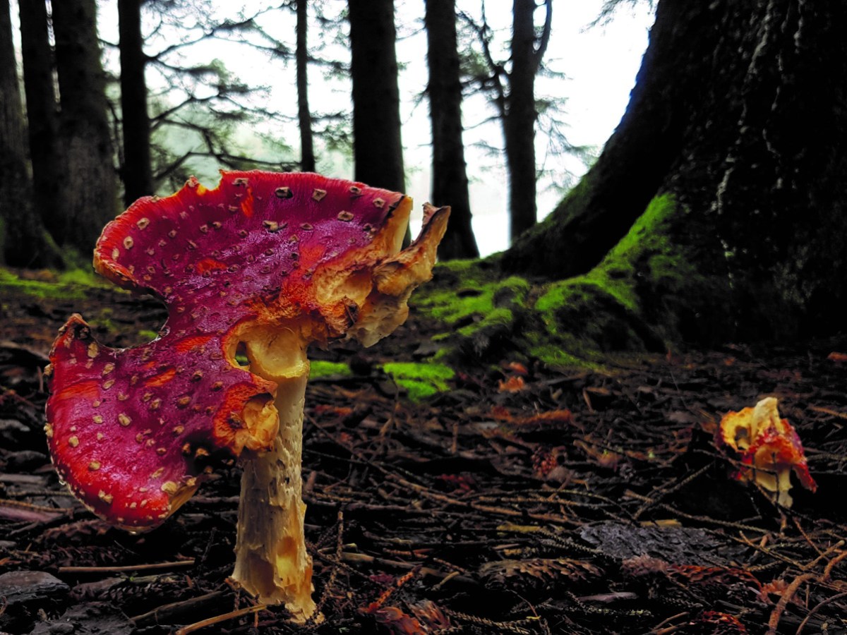 a fungus growing on a tree
