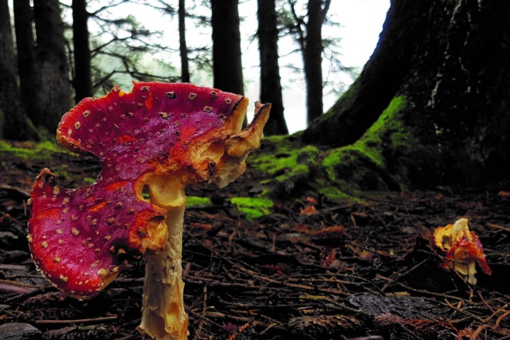 a fungus growing on a tree