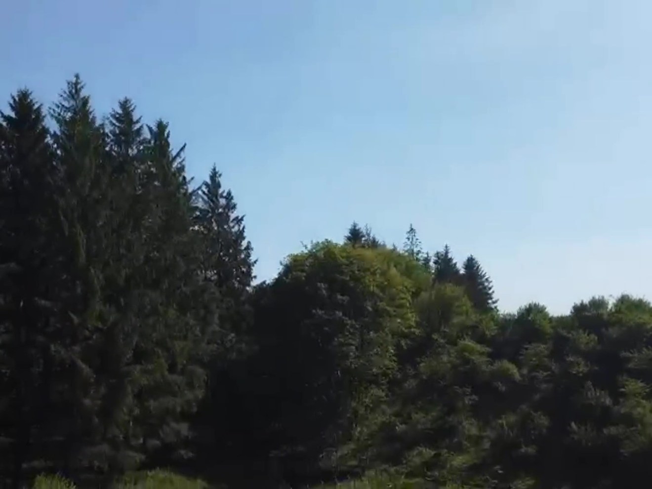 a large tree in a forest