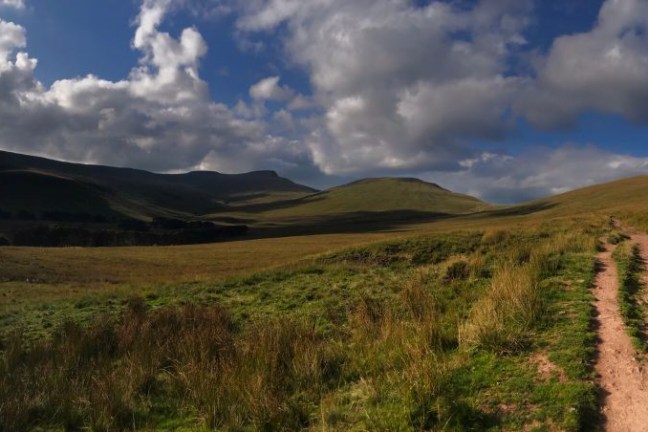 a path with trees on the side of a mountain
