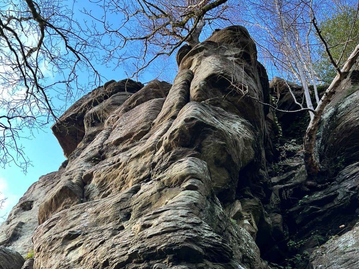a tree in front of a large rock