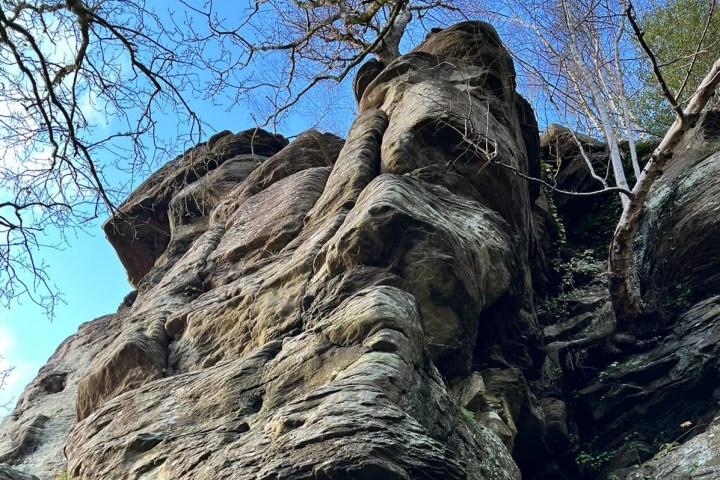a tree in front of a large rock
