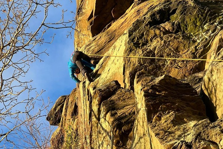 a tree with a mountain in the background