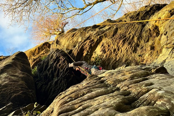 a tree with a mountain in the background