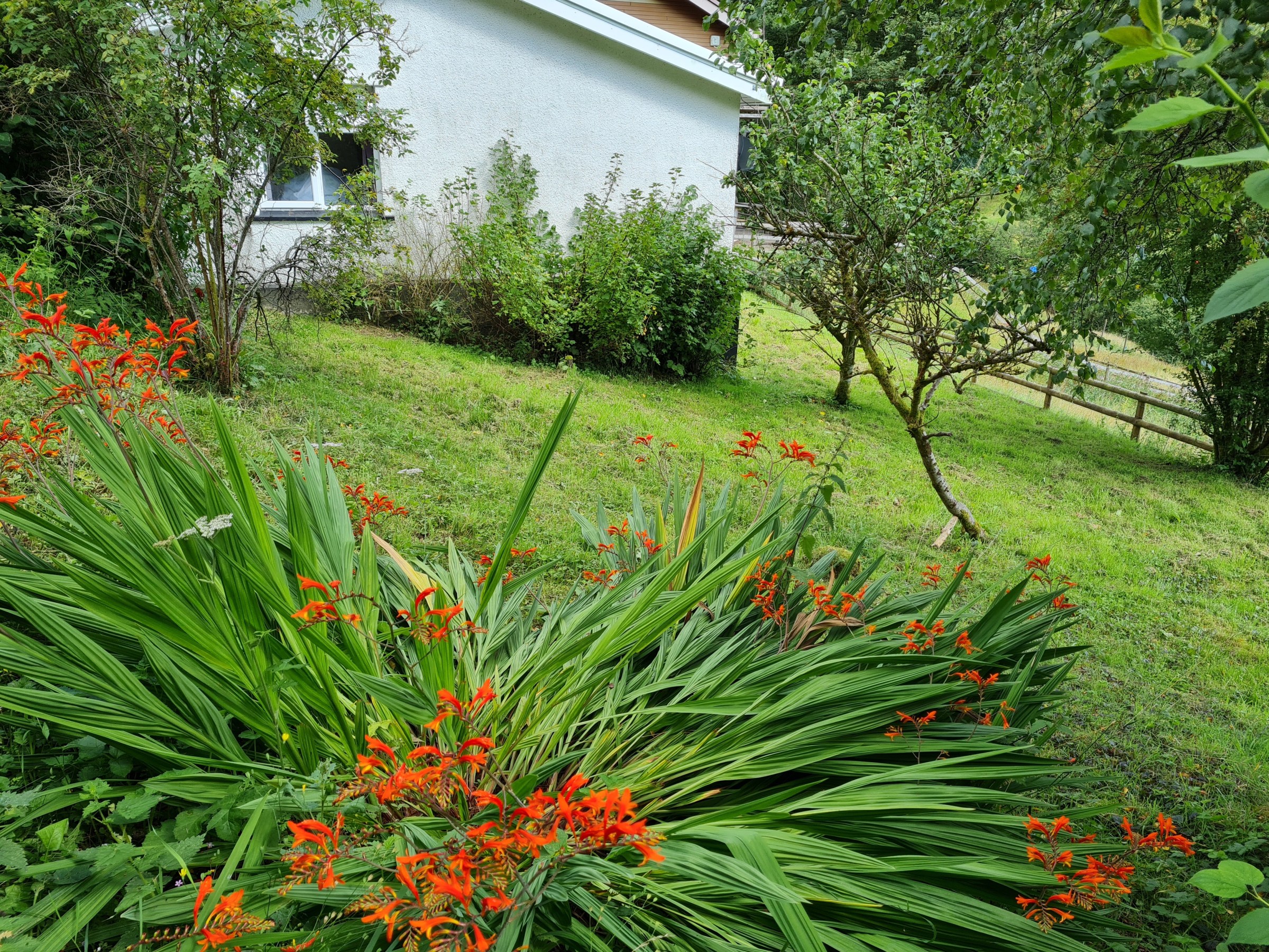 Lush garden with red flowers and green shrubs near a small white house.